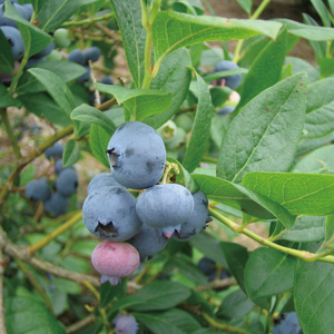 完熟 ブルーベリー 1.2kg （300g×4パック） 国産 期間限定 数量限定 冷蔵 果物 春 旬 朝摘み 朝採り 新鮮 産地直送 フレッシュ フルーツ 無農薬 農薬不使用 緑肥栽培 送料無料 スムージー ヨーグルト ジャム 高級 茨城県 阿見町 【先行予約｜2026年6月下旬～順次発送】(19-01-1)