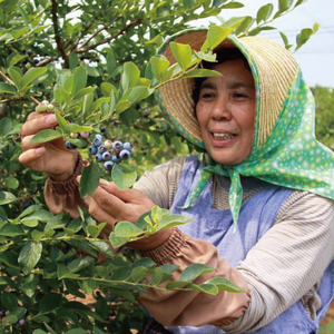 完熟 ブルーベリー 1.2kg （300g×4パック） 国産 期間限定 数量限定 冷蔵 果物 春 旬 朝摘み 朝採り 新鮮 産地直送 フレッシュ フルーツ 無農薬 農薬不使用 緑肥栽培 送料無料 スムージー ヨーグルト ジャム 高級 茨城県 阿見町 【先行予約｜2026年6月下旬～順次発送】(19-01-1)