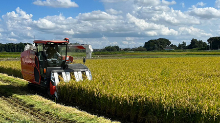令和7年産 茨城県産 新米 ミルキークイーン 10kg 玄米
