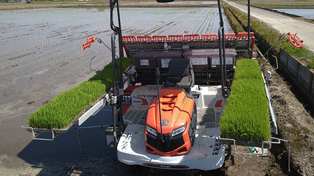 令和7年産 茨城県産 新米 ミルキークイーン 10kg 精米