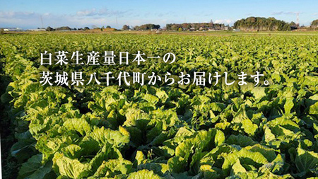 【2024年11月上旬より発送開始】 茨城県 八千代町産 白菜 はくさい 1箱 （ 4玉 ） 10kg 以上 生産量 日本一 農家直送 期間限定 ハクサイ 鍋 冬野菜 野菜 やさい 旬 ふるさと納税 6000円 八千代町 茨城 [AV009ya]