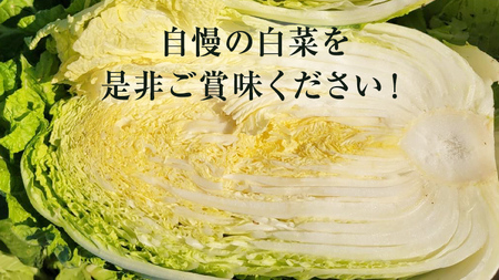 【2024年11月上旬より発送開始】 茨城県 八千代町産 白菜 はくさい 1箱 （ 4玉 ） 10kg 以上 生産量 日本一 農家直送 期間限定 ハクサイ 鍋 冬野菜 野菜 やさい 旬 ふるさと納税 6000円 八千代町 茨城 [AV009ya]