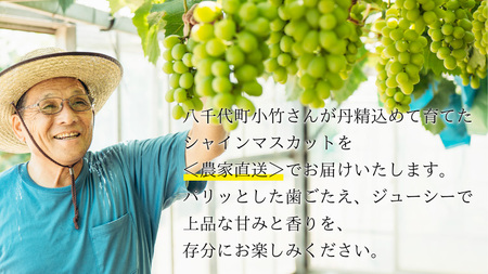 【先行予約】シャインマスカット 約1.4kg 2～3房