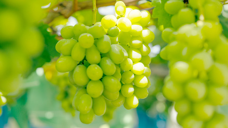 【先行予約】シャインマスカット 約1.4kg 2～3房