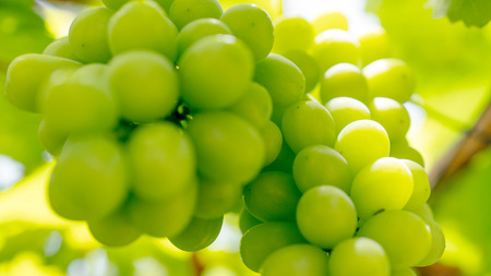 【先行予約】シャインマスカット 約1.4kg 2～3房