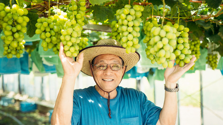 【先行予約】シャインマスカット 約1.4kg 2～3房