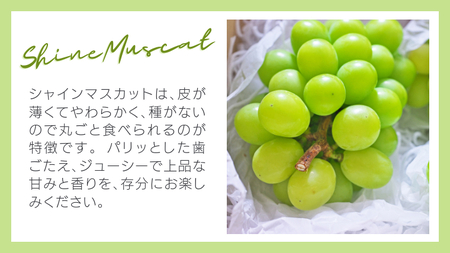 9月上旬発送 八千代町産 シャインマスカット 約1.2kg ブドウ 先行受付