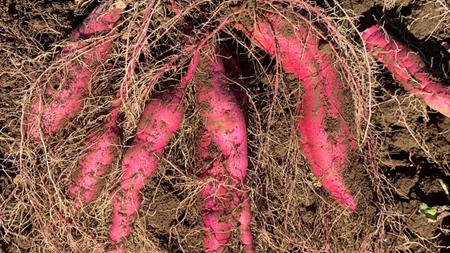 さつまいも シルクスイート 訳あり 約5kg サツマイモ