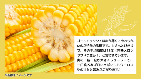 先行予約 7月上旬発送 農家直送 朝採れ トウモロコシ ゴールドラッシュ  約6㎏ とうもろこし とうもろこし とうもろこし とうもろこし とうもろこし とうもろこし とうもろこし とうもろこし