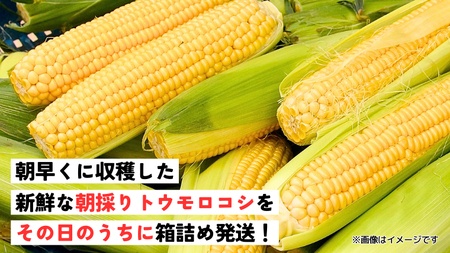 先行予約 7月上旬発送 農家直送 朝採れ トウモロコシ ゴールドラッシュ  約6㎏ とうもろこし とうもろこし とうもろこし とうもろこし とうもろこし とうもろこし とうもろこし とうもろこし