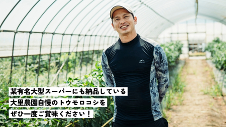 先行予約 7月上旬発送 農家直送 朝採れ トウモロコシ ゴールドラッシュ  約6㎏ とうもろこし とうもろこし とうもろこし とうもろこし とうもろこし とうもろこし とうもろこし とうもろこし