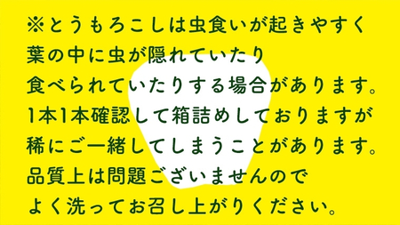 【 訳あり 】【 令和7年産 】【先行予約 2025年6月下旬以降発送 】【数量限定】 朝採り 白い とうもろこし ピュアホワイト 約6kg トウモロコシ コーン 旬 BBQ バーベキュー 夏野菜 甘い 期間限定 ふるさと納税 6000円 [AX056ya]