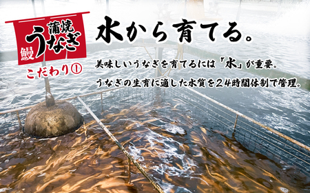 うなぎ 国産 訳あり ウなぎ 蒲焼き 3尾 380g 化粧箱