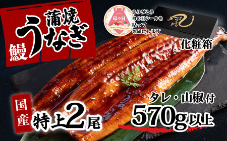 うなぎ 国産 特上 ウなぎ 蒲焼き 2尾 570g以上 ウナギ 化粧箱 母の日