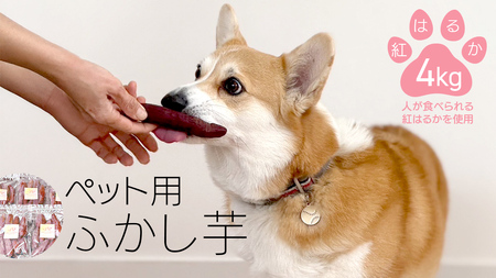 動物 ペットおやつ ペット用 ふかし芋 小芋 紅はるか 芋 いも おやつ 動物 ペットフード 犬 猫 間食 ヘルシー オヤツ 4kg [AU120ya]