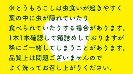 とうもろこし ピュアホワイト 3.5kg 茨城県産 トウモロコシ