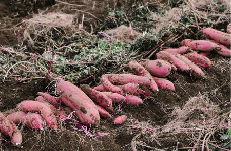 焼き芋クロワッサン 6個 さつまいも サツマイモ クロワッサン