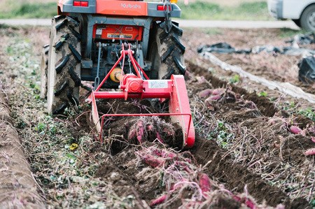 焼き芋クロワッサン 6個 さつまいも サツマイモ クロワッサン