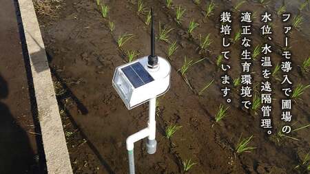 令和7年産 茨城県産 お米 にじのきらめき 10kg 白米