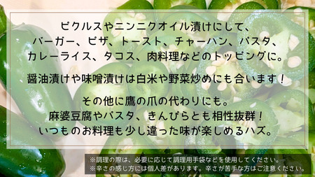 ハラペーニョ 1kg コジカジュ園 農家直送 先行予約 2026年9月上旬