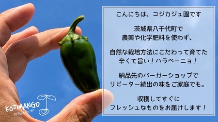 ハラペーニョ 2kg コジカジュ園 農家直送 先行予約 2026年9月上旬