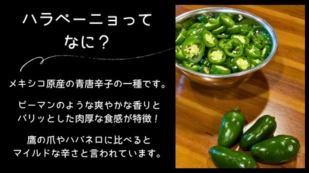 ハラペーニョ 2kg コジカジュ園 農家直送 先行予約 2026年9月上旬