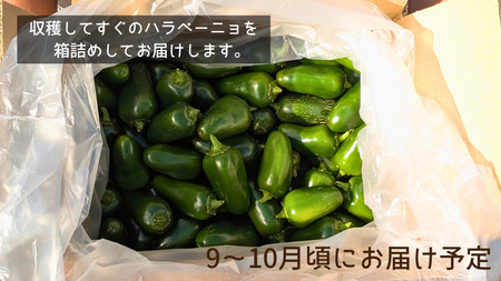 ハラペーニョ 2kg コジカジュ園 農家直送 先行予約 2026年9月上旬