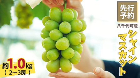 8月下旬発送 八千代町産 シャインマスカット 約1kg ブドウ 先行受付