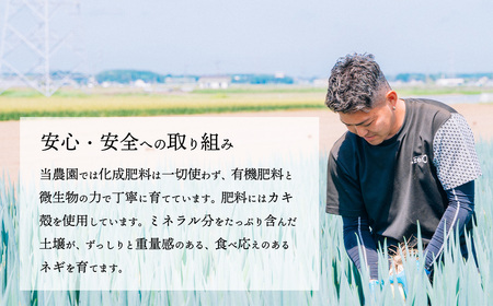 長ネギ 約5kg 約45本 スピード発送 農家直送