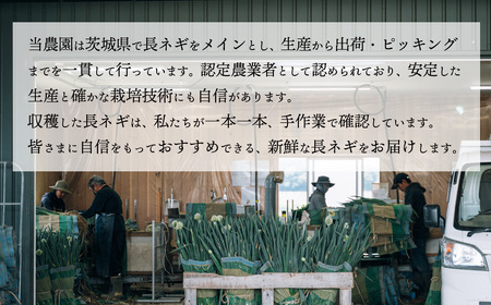 2026年11月以降発送 長ネギ 約5kg 約45本 農家直送 