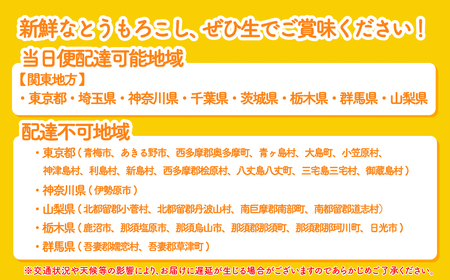 とうもろこし ピュアホワイト 6kg 茨城県産 トウモロコシ 深夜採り 当日便