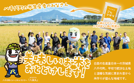【令和7年産】新米 白米 コシヒカリ 20kg スピード発送(20kgセット(5kgx4袋))《2～14日で出荷》