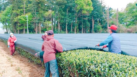 ギフト＞さしま茶ペットボトル350ml 24本入り[AE014ya] | 茨城県八千代