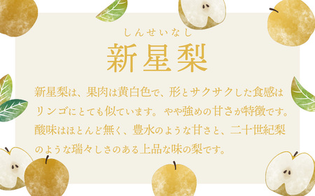 新星梨 約3kg 09月上旬発送  梨 先行受付