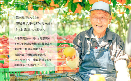 新星梨 約3kg 09月上旬発送  梨 先行受付