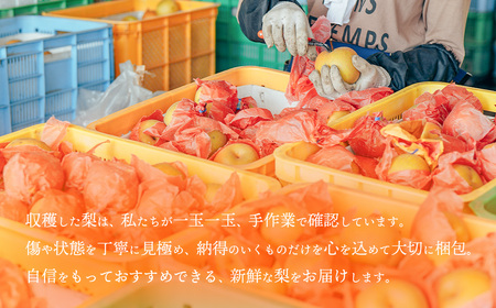 新星梨 約3kg 09月上旬発送  梨 先行受付