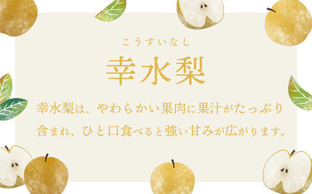 幸水梨 約5kg 08月上旬発送  梨 先行受付