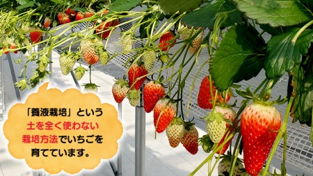 いちご狩り体験 チケット おとな1枚 小学生1枚 いちご狩り 体験 イチゴ 苺 フルーツ 果物 食べ放題 [BP001ya]