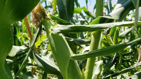 【訳あり】加熱殺菌済み 真空とうもろこし ゴールドラッシュ 約3kg とうもろこし とうもろこし とうもろこし とうもろこし とうもろこし とうもろこし とうもろこし