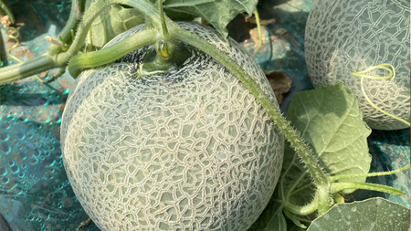 メロン 筑波レッドメロン 1箱 3玉~4玉  約5~6kg 八千代町産 先行予約