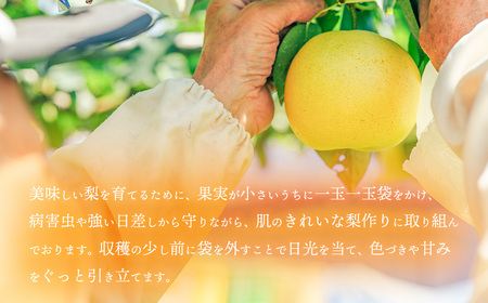 王秋梨 約5kg 10月上旬発送  梨 先行受付