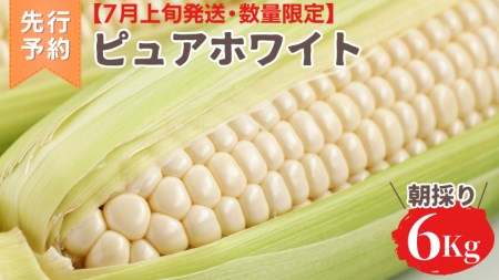 【 先行予約 7月上旬 発送】【 令和7年産 】 朝採り 白い とうもろこし ピュアホワイト 約 6kg トウモロコシ 期間限定 甘い 生食 [AX028ya]