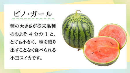 【 先行予約 7月下旬 以降発送 】 小玉 スイカ ピノ・ガール 5玉 優以上 NONAKA HIROSHI FARM すいか 西瓜 数量限定 甘い 夏 果物 旬 [AX030ya]