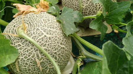 メロン ほのかメロン 秀品 赤肉 2玉 八千代町産 先行予約