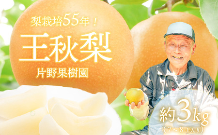 王秋梨 約3kg 10月上旬発送  梨 先行受付