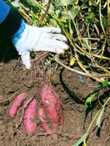 五霞町産さつま芋 (紅はるか) 4.5kg 【2024年12月より順次発送】