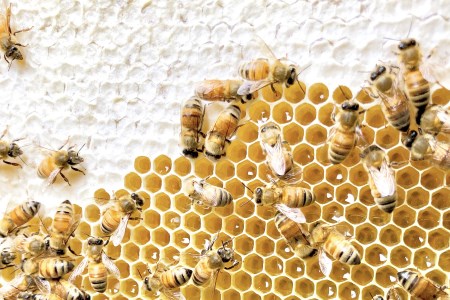田舎はちみつ あかぼっけ 全7種(500g) 月ごとに楽しむはちみつセット 無添加 非加熱 生はちみつ ハチミツ 蜂蜜