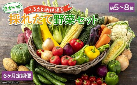 K2578【定期便/6ヶ月連続お届け】さかいの採れたて 野菜セット(5～8種) 道の駅さかい おまかせ 産地直送 新鮮
