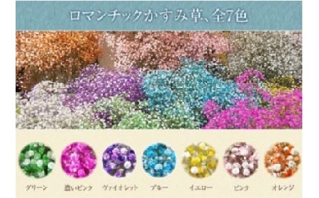 D1305 【毎月50セット限定】七色に輝く生花 ロマンチックかすみ草 ＜プレミアムスマイルブーケ＞