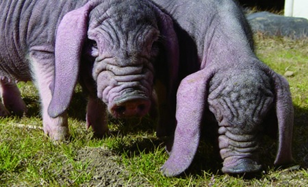 K1570 【数量限定】塚原牧場の幻の豚「梅山豚」イタリアンセット